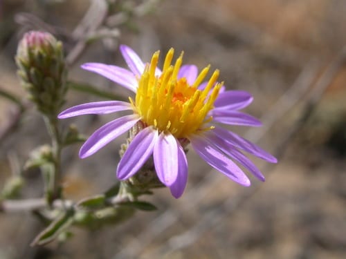 Hoary tansyaster (Machaeranthera canescens var. glabra)