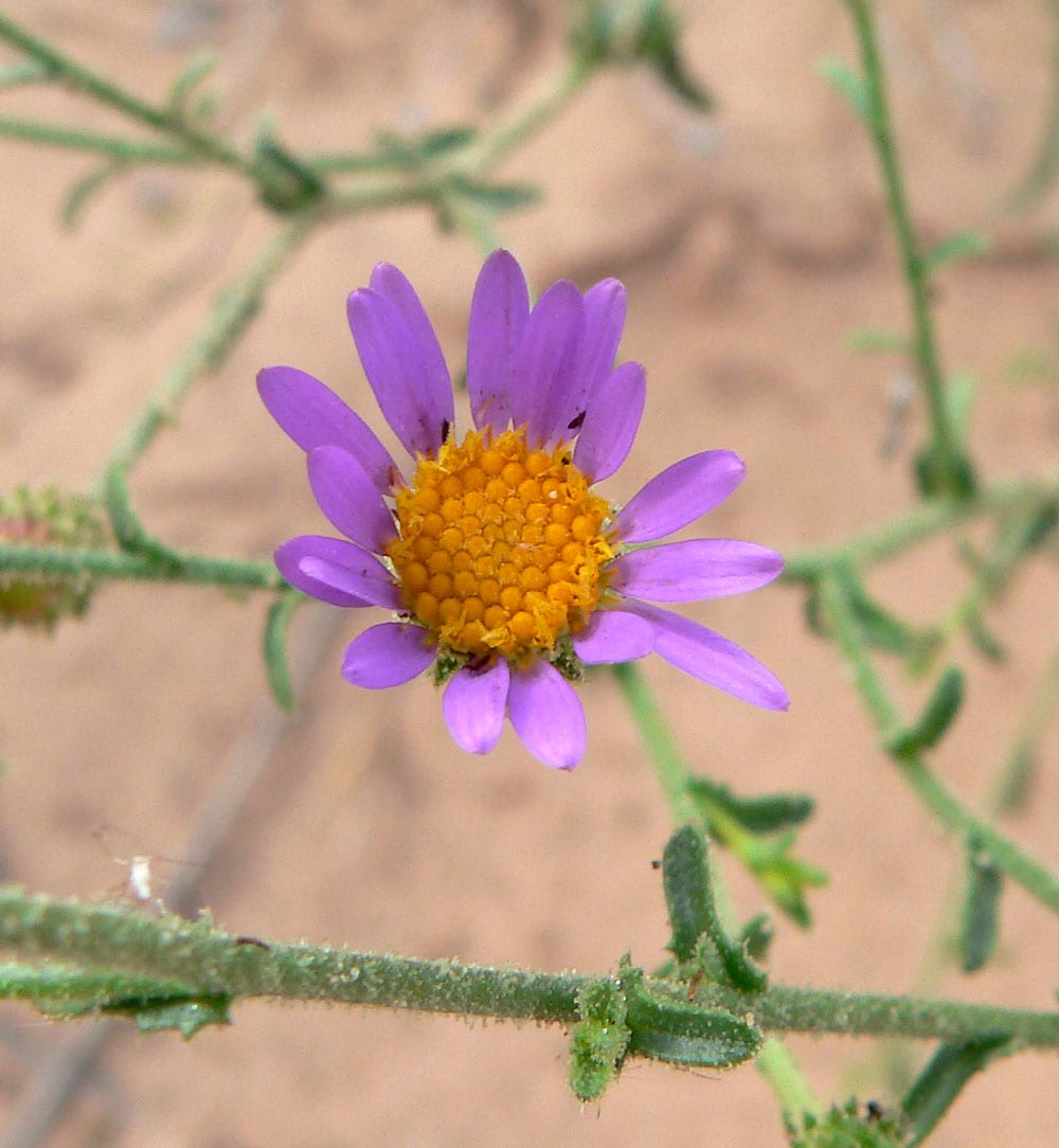 Hoary tansyaster (Machaeranthera canescens)