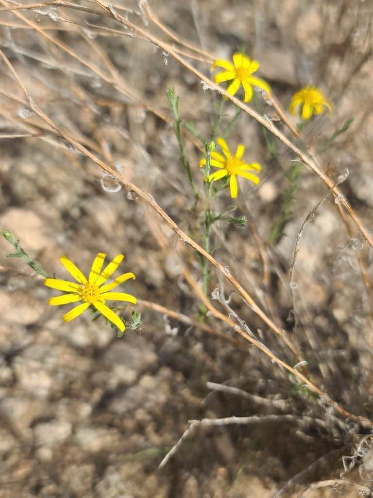 Goodding's tansyaster (Machaeranthera pinnatifida var. paradoxa)