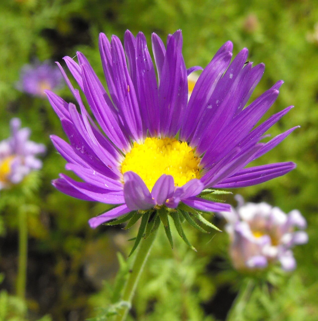 Tahoka daisy (Machaeranthera tanacetifolia)