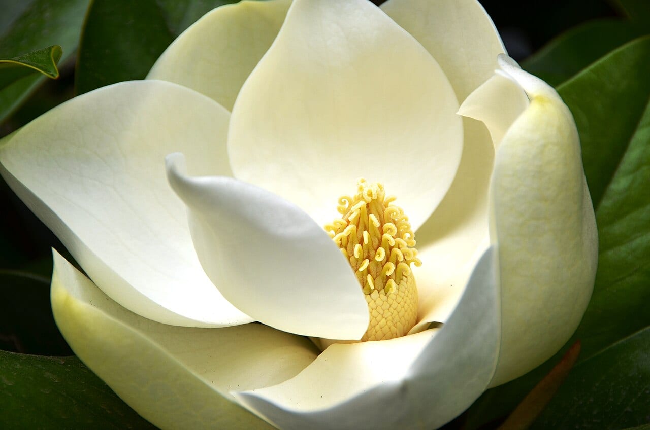Southern magnolia (Magnolia grandiflora)