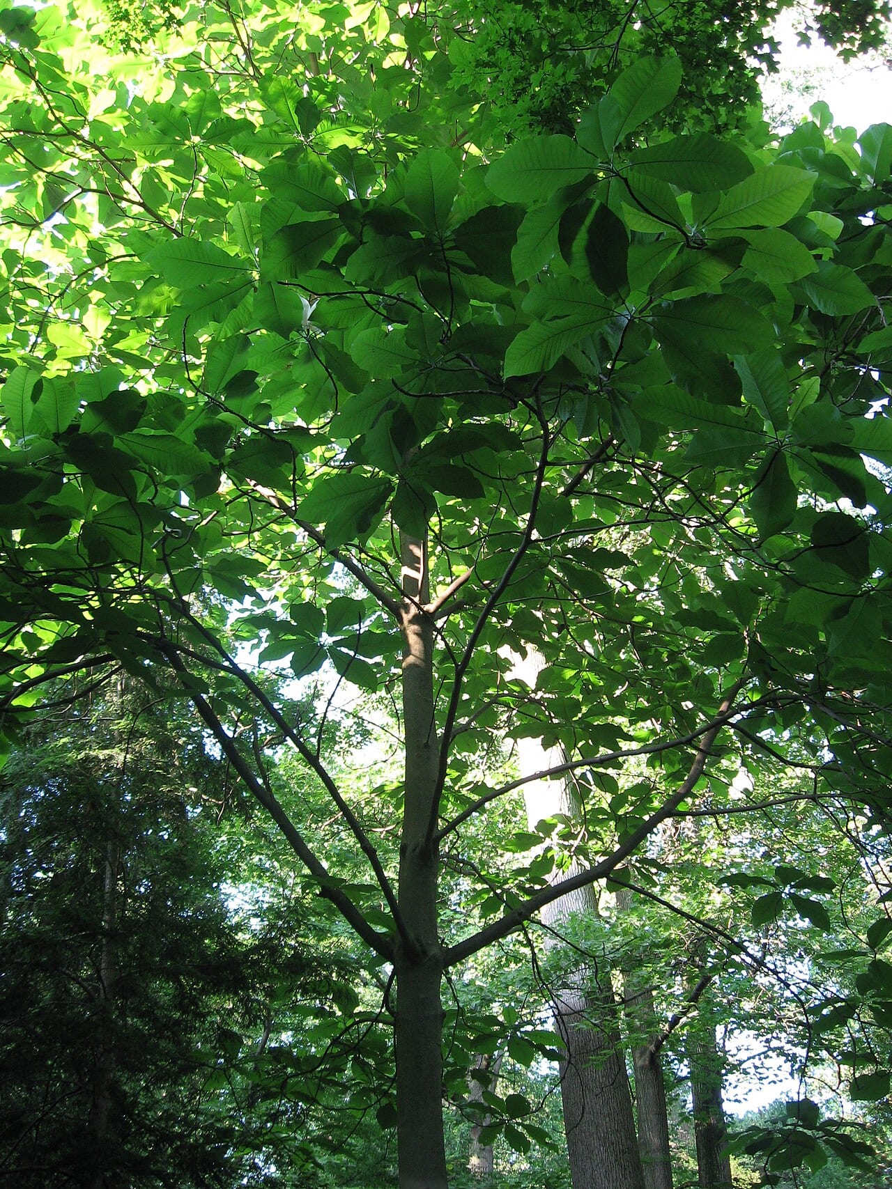 Bigleaf magnolia (Magnolia macrophylla)
