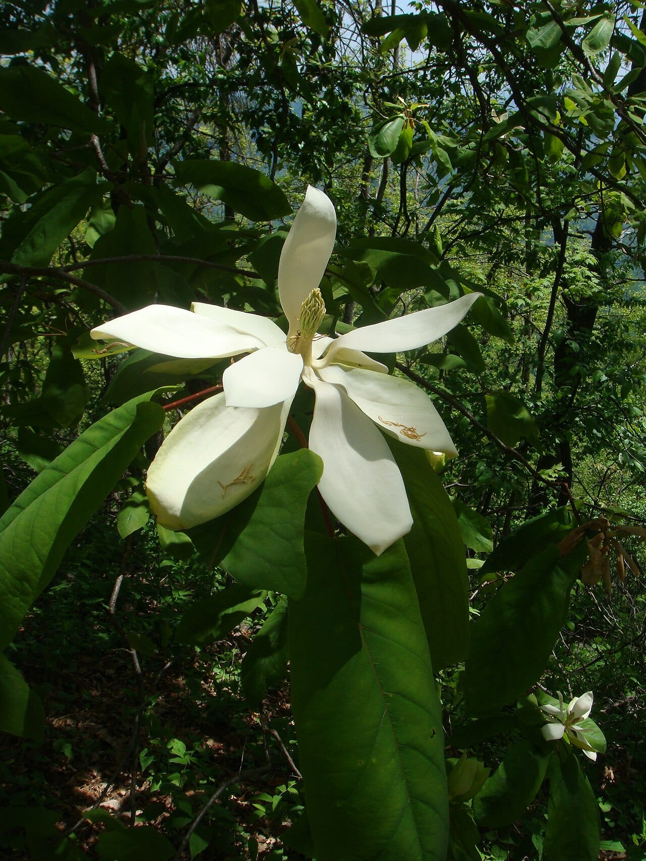 Pyramid magnolia (Magnolia pyramidata)