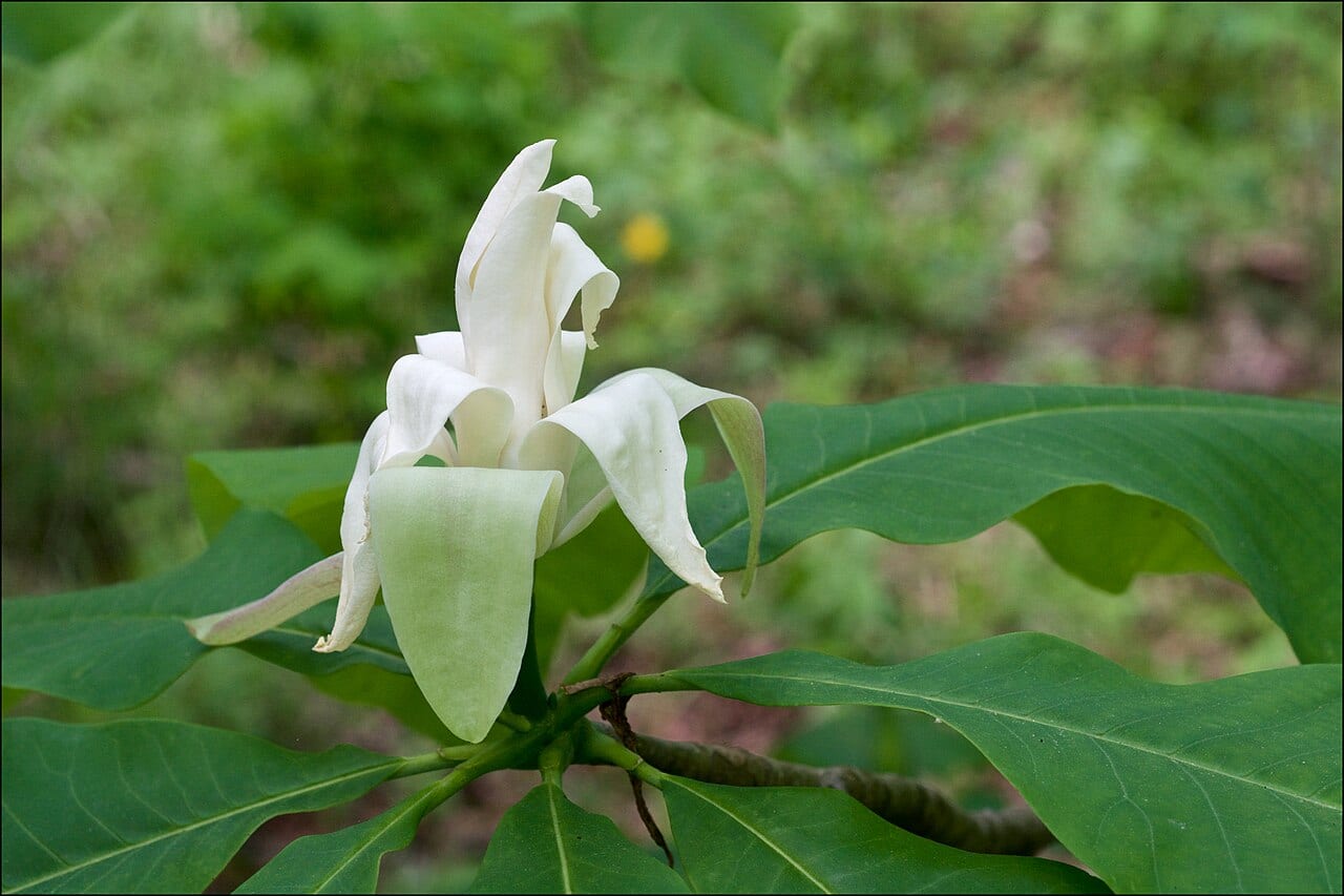 Umbrella tree (Magnolia tripetala)