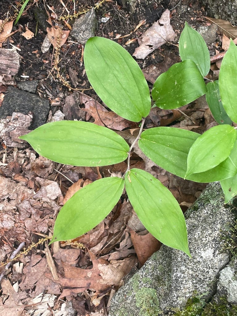 Feathery false lily of the valley (Maianthemum racemosum ssp. racemosum)