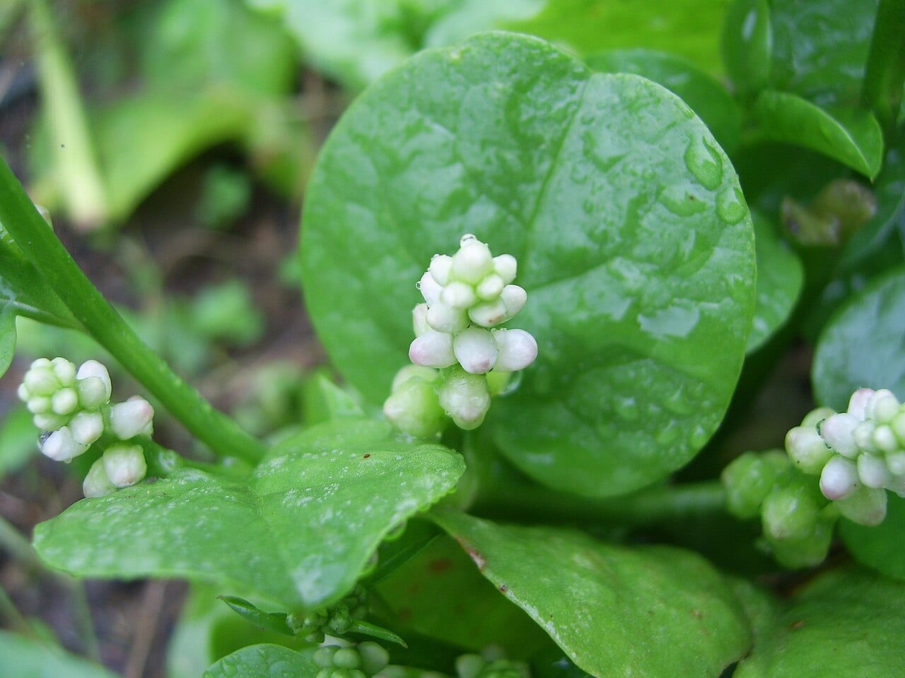 Malabar Spinach (Basella alba)