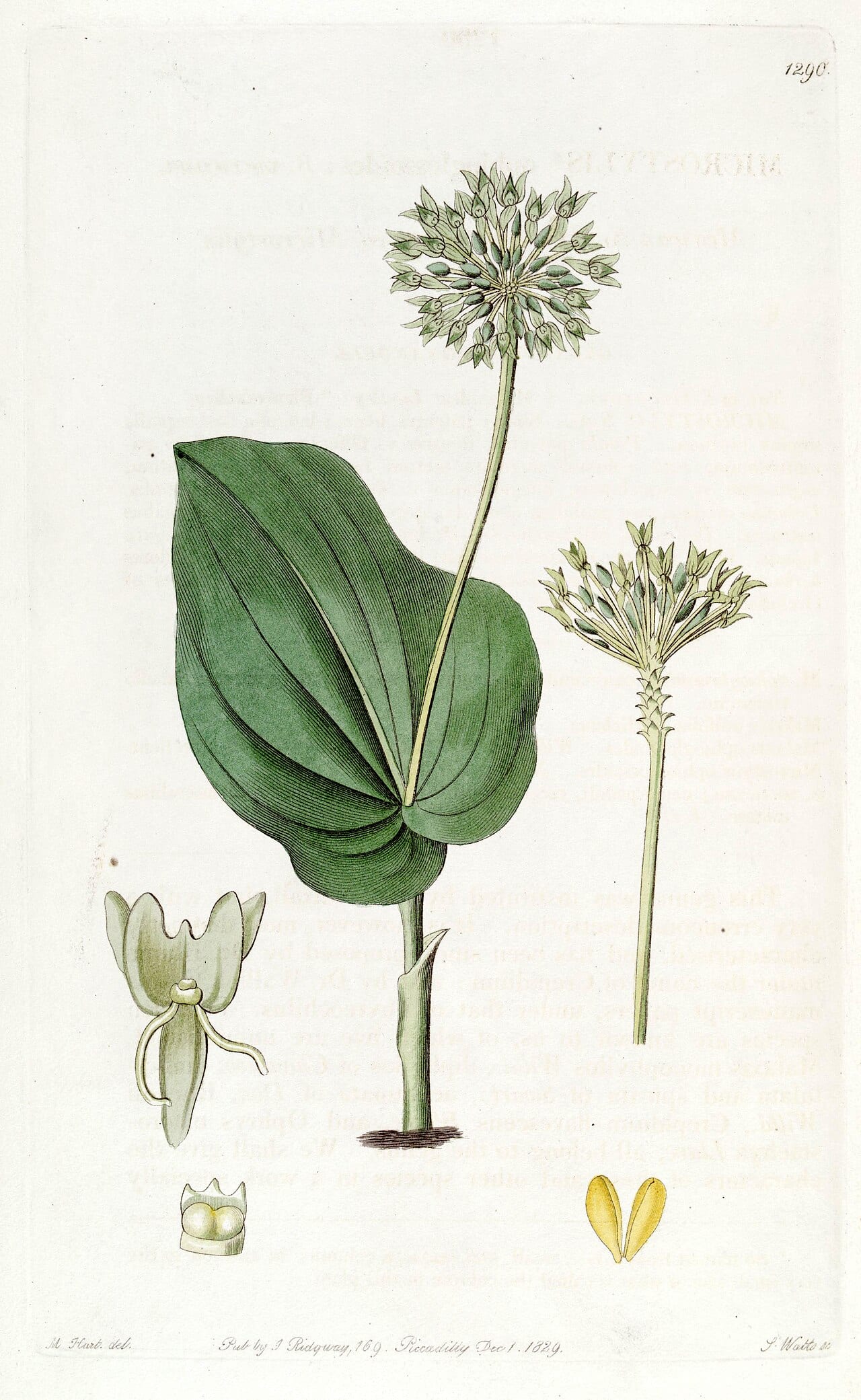 Green adder's-mouth orchid (Malaxis unifolia)
