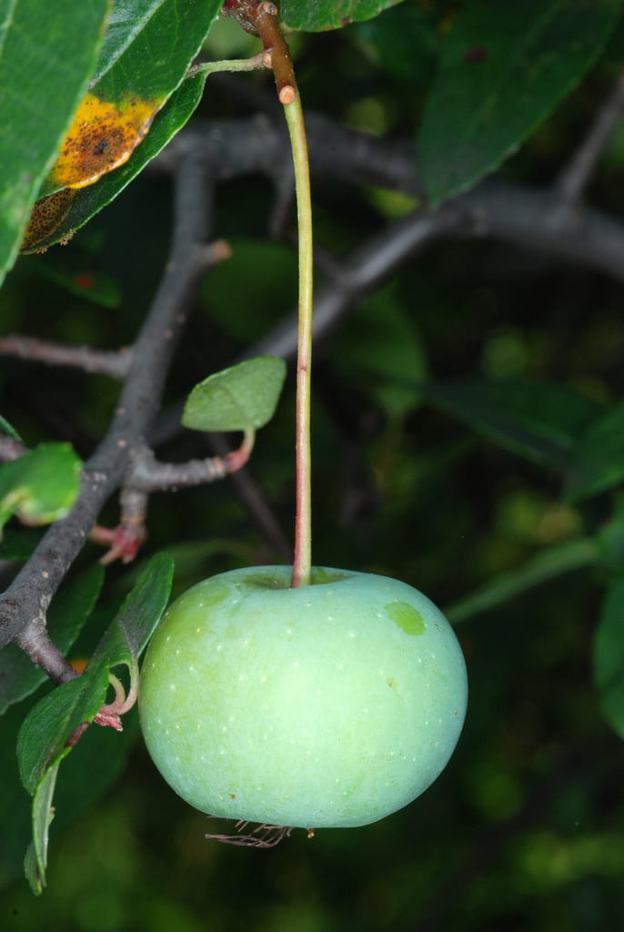 American crabapple (Malus angustifolia var. puberula)