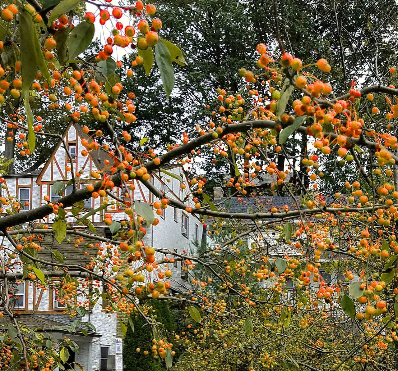 Southern crabapple (Malus angustifolia)