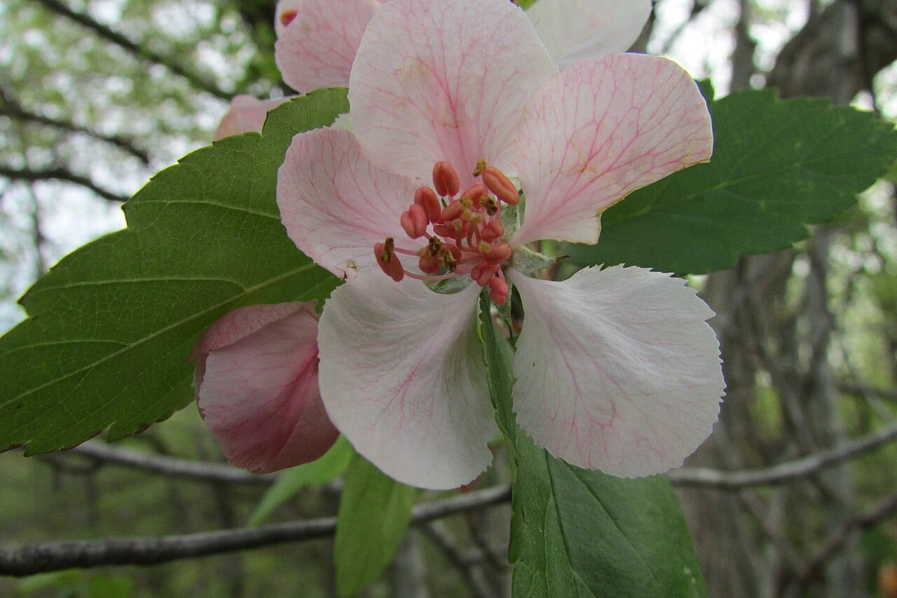 Sweet crabapple (Malus coronaria)