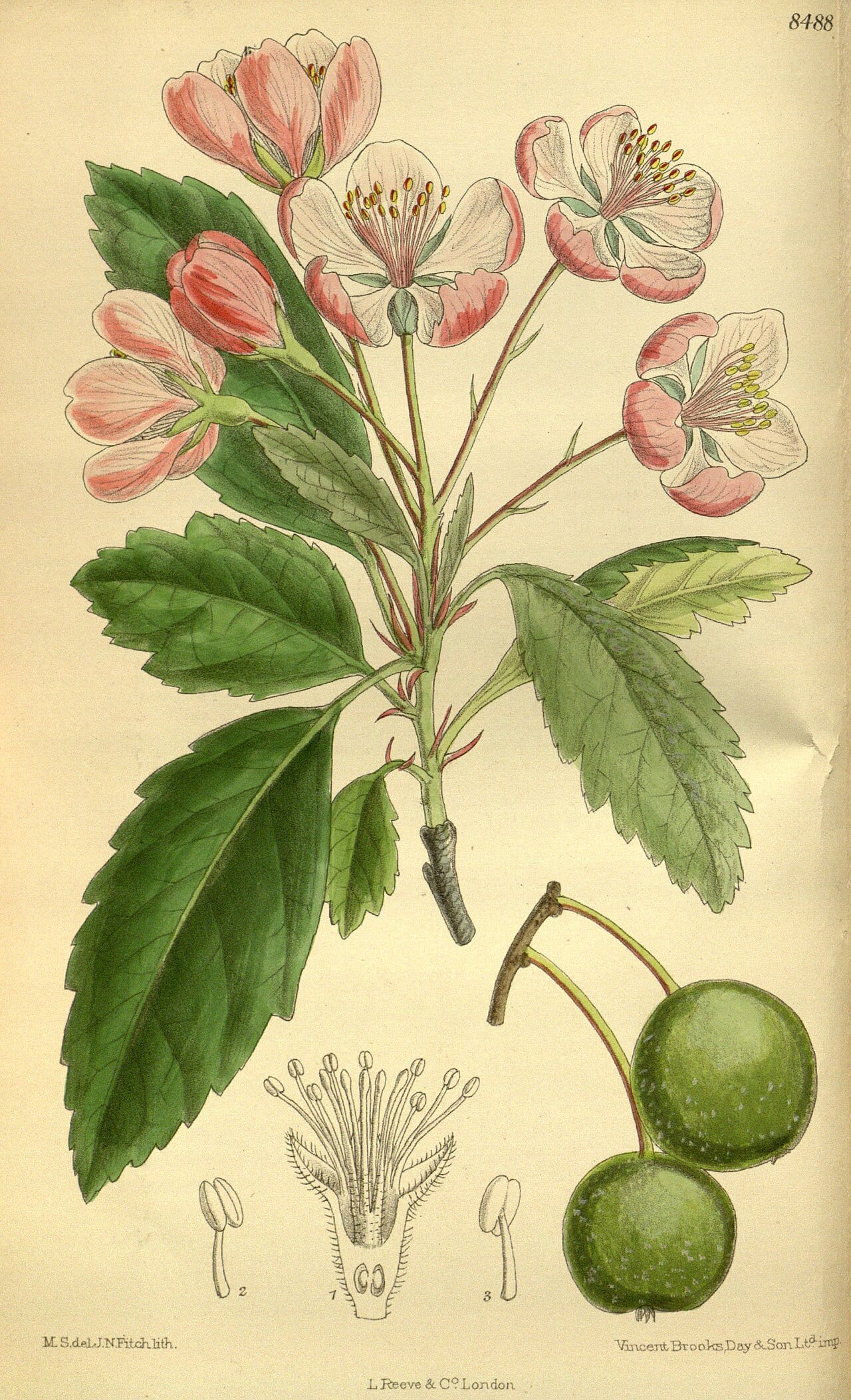 Prairie crabapple (Malus ioensis)