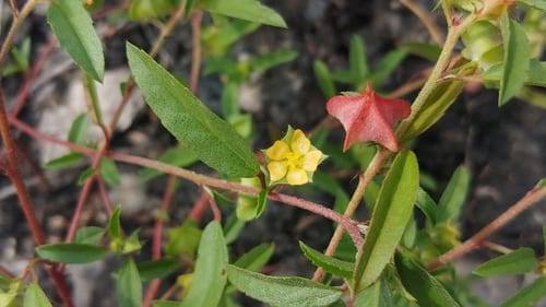 Hispid false mallow (Malvastrum hispidum)