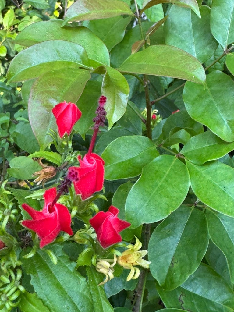 Turk's cap (Malvaviscus arboreus var. drummondii)