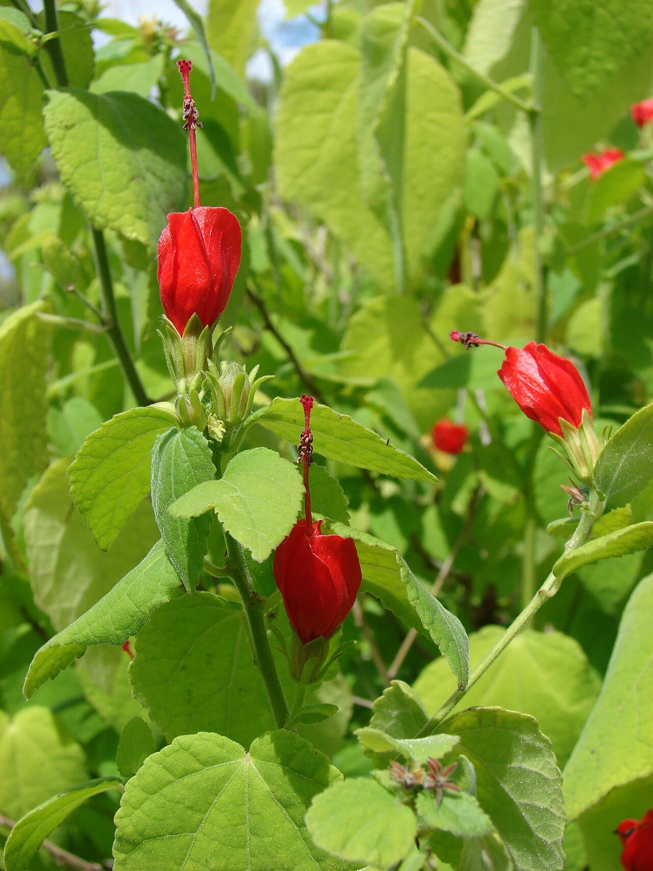 Turkscap (Malvaviscus arboreus)