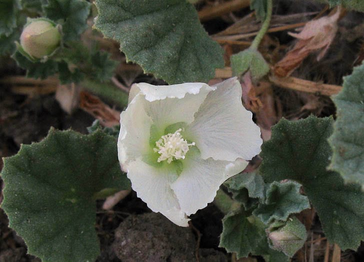 Alkali mallow (Malvella leprosa)
