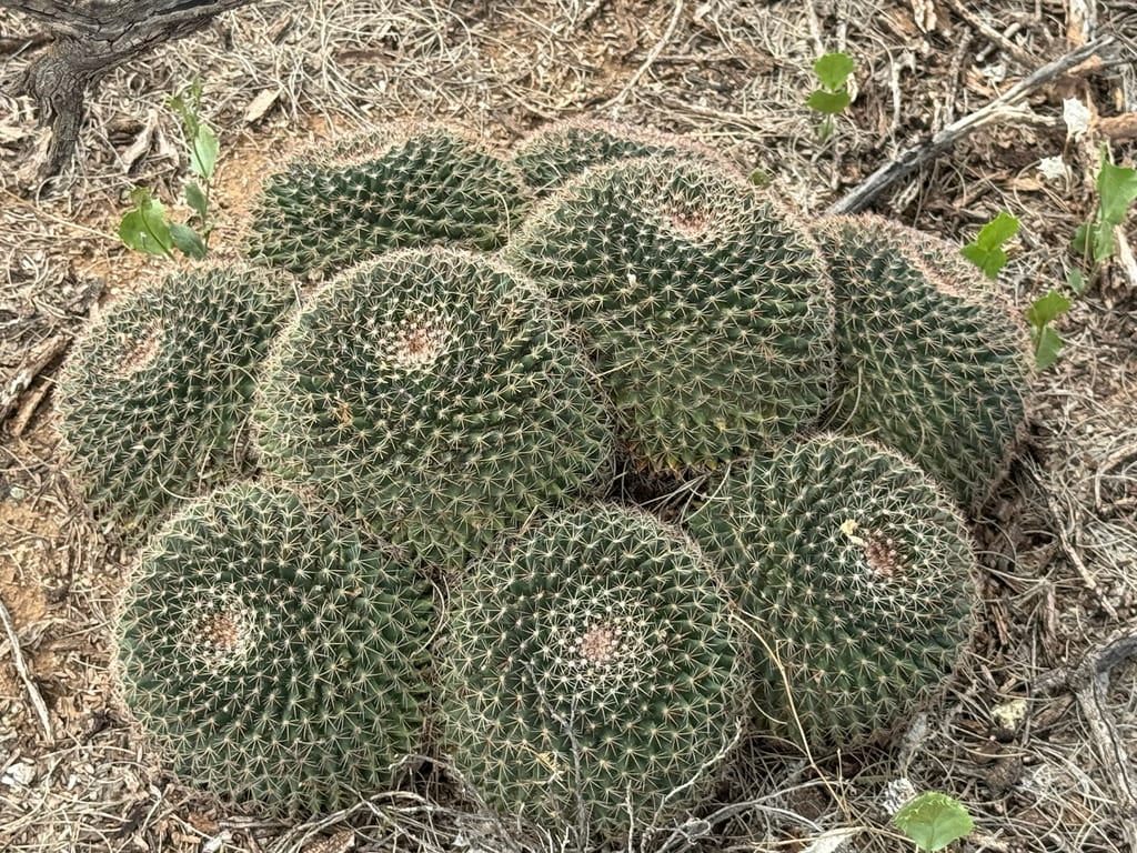 Little nipple cactus (Mammillaria heyderi var. heyderi)