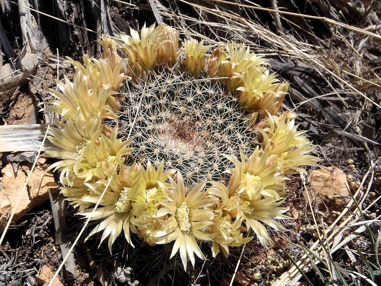 Little nipple cactus (Mammillaria heyderi)