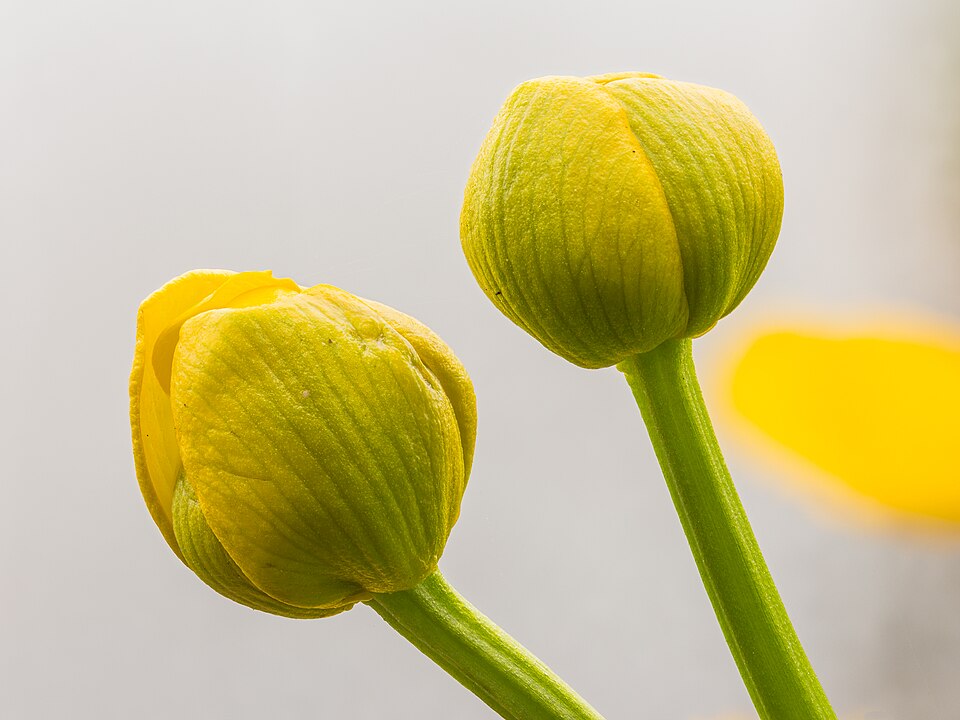 Marsh Marigold (Caltha palustris) with glossy kidney-shaped leaves and brilliant yellow flowers emerging from saturated spring soil