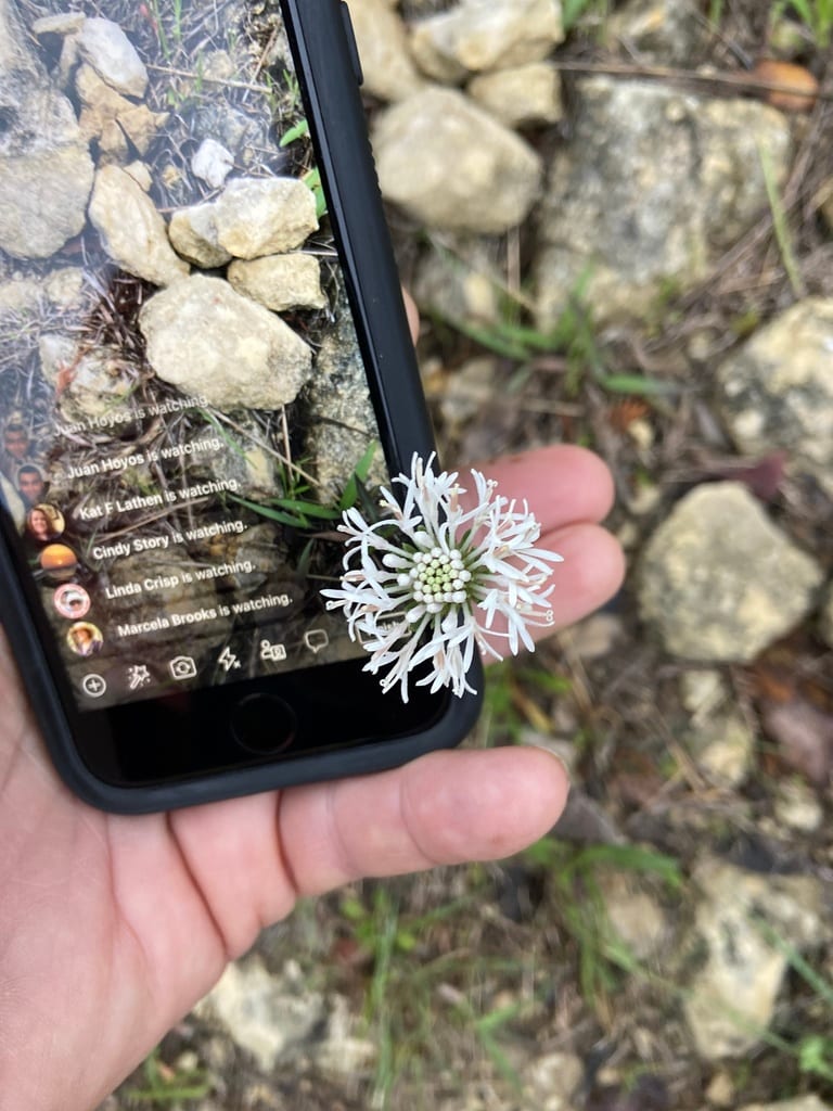 Barbara's buttons (Marshallia caespitosa var. caespitosa)