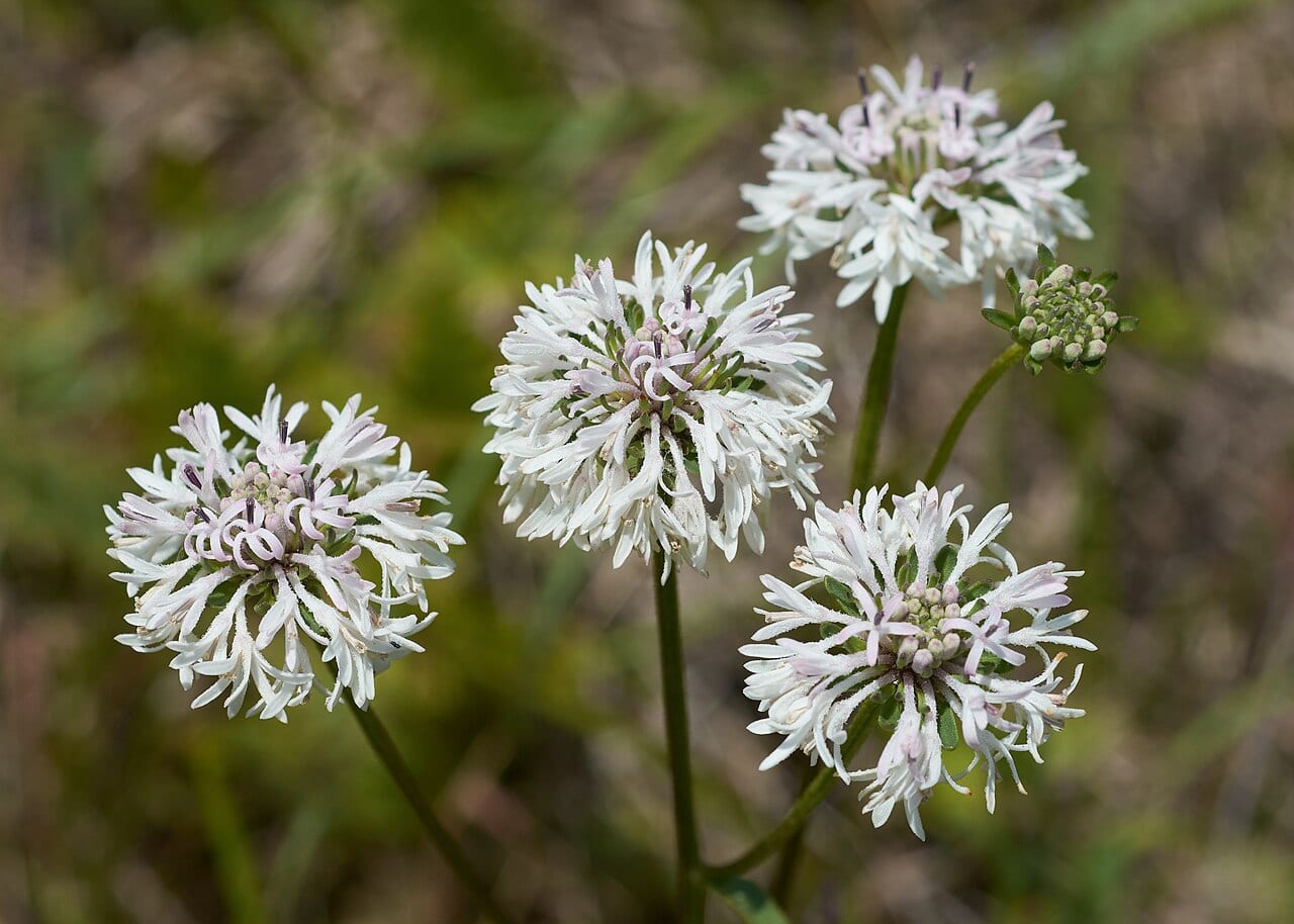Barbara's-buttons (Marshallia caespitosa)