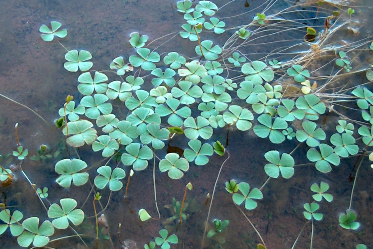 Hairy water-clover (Marsilea vestita)