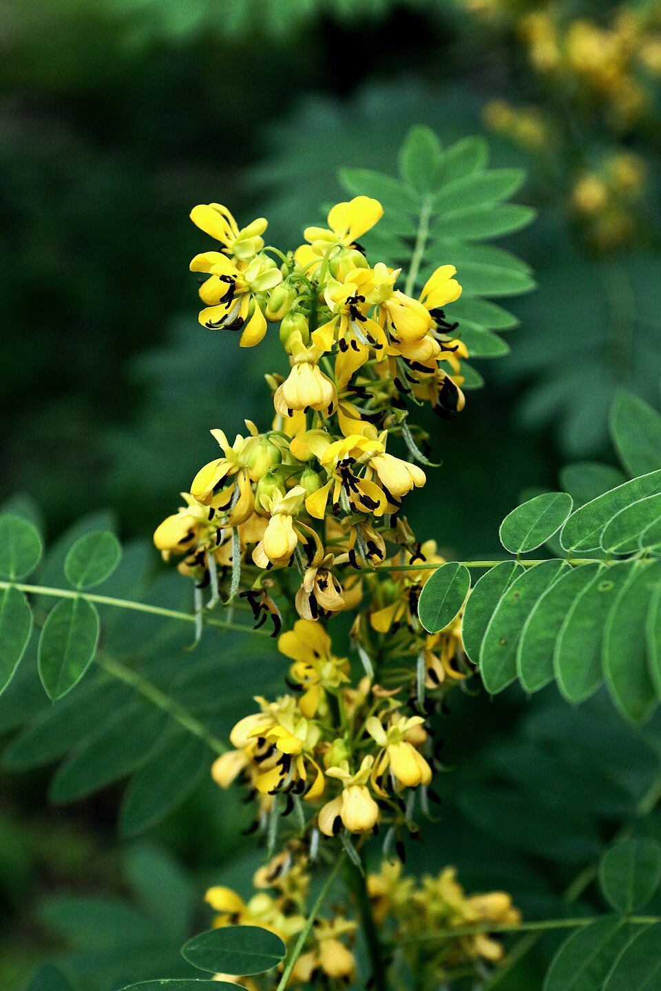 Maryland Senna (Senna marilandica) with axillary clusters of yellow flowers and compound foliage