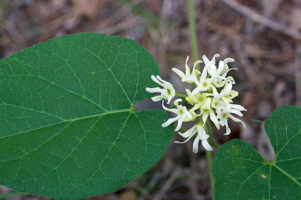 Baldwin's milkvine (Matelea baldwyniana)