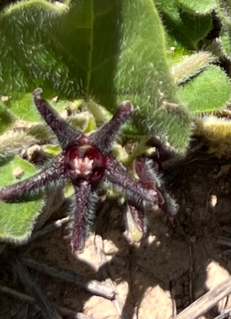 Star milkvine (Matelea biflora)