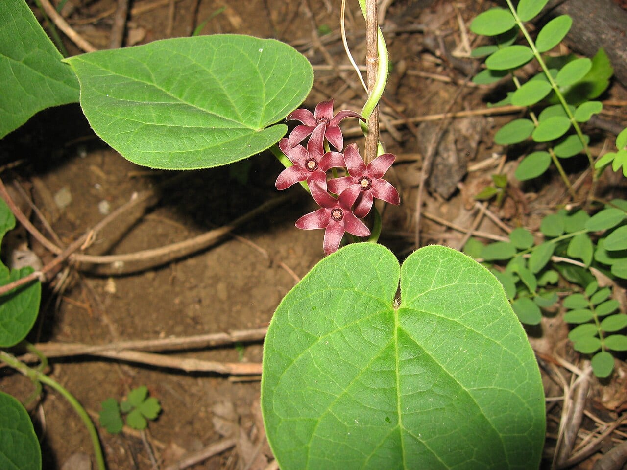 Maroon carolina milkvine (Matelea carolinensis)