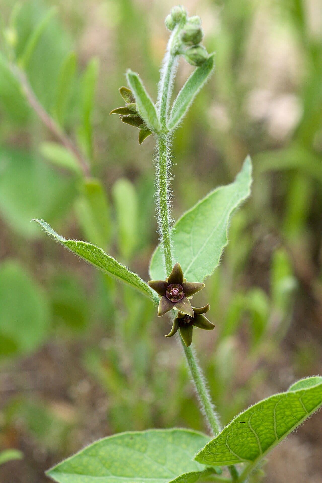 Prairie milkvine (Matelea cynanchoides)