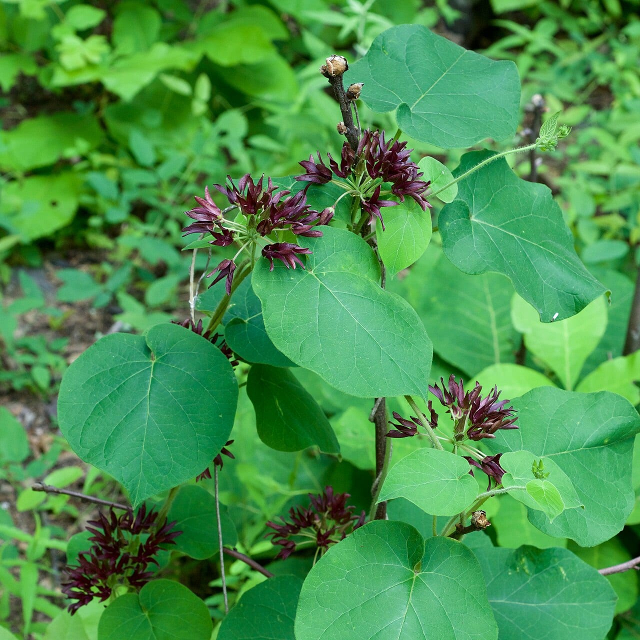 Oldfield milkvine (Matelea decipiens)