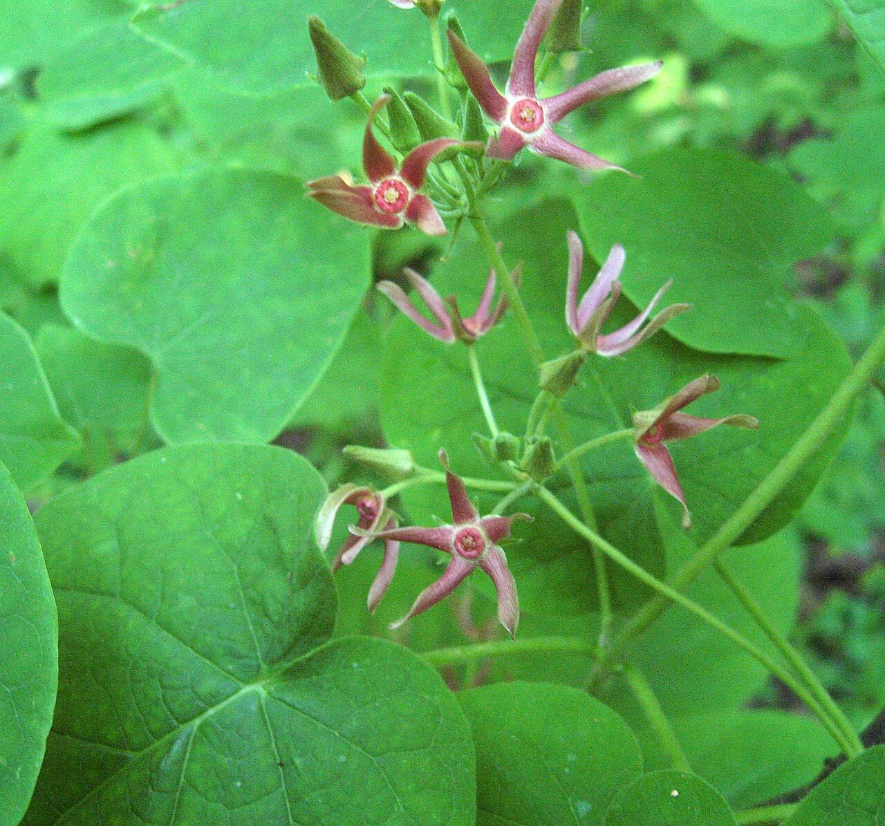 Limerock milkvine (Matelea obliqua)