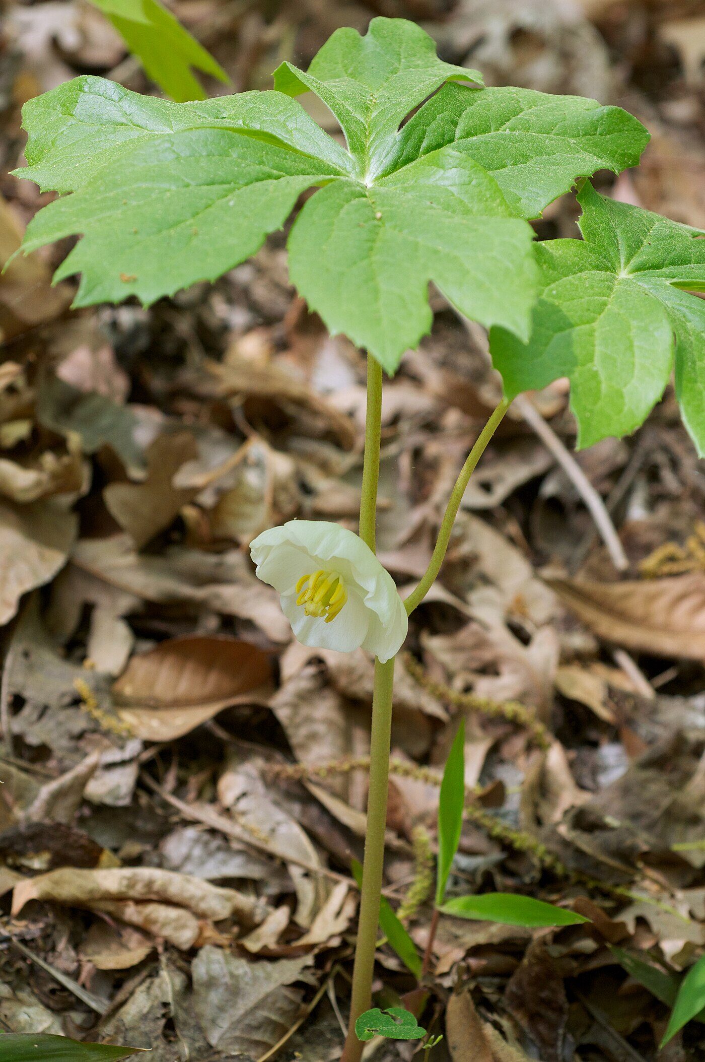 Mayapple (Podophyllum peltatum) — colony of umbrella-leaves on a shaded woodland floor