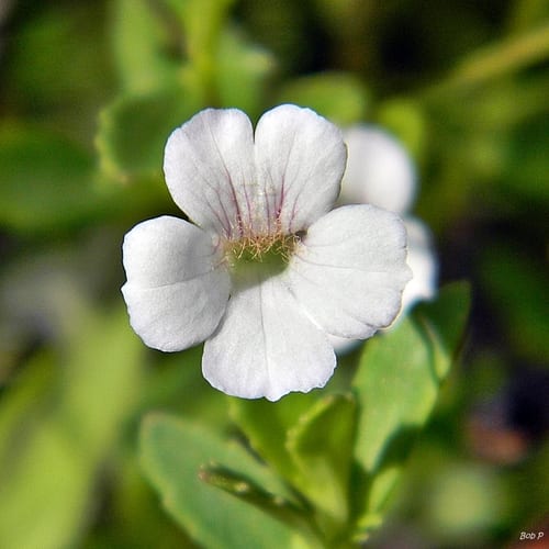 Axil-flower (Mecardonia acuminata var. acuminata)