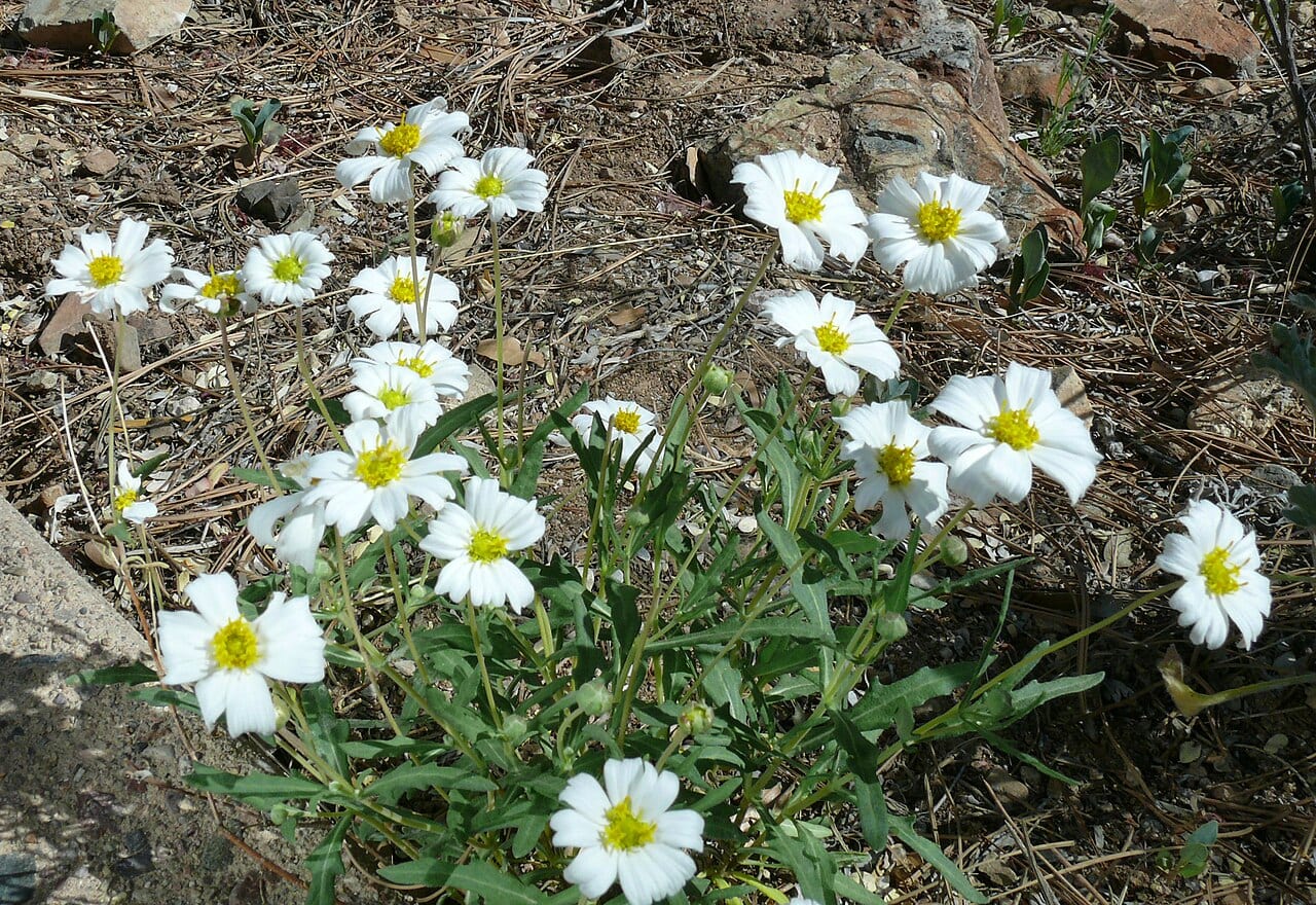 Blackfoot daisy (Melampodium leucanthum)