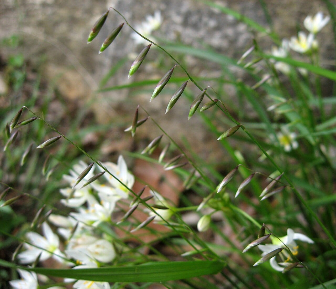 Twoflower melicgrass (Melica mutica)