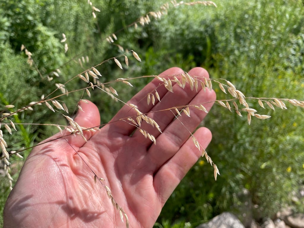 Porter's melic grass (Melica porteri var. porteri)