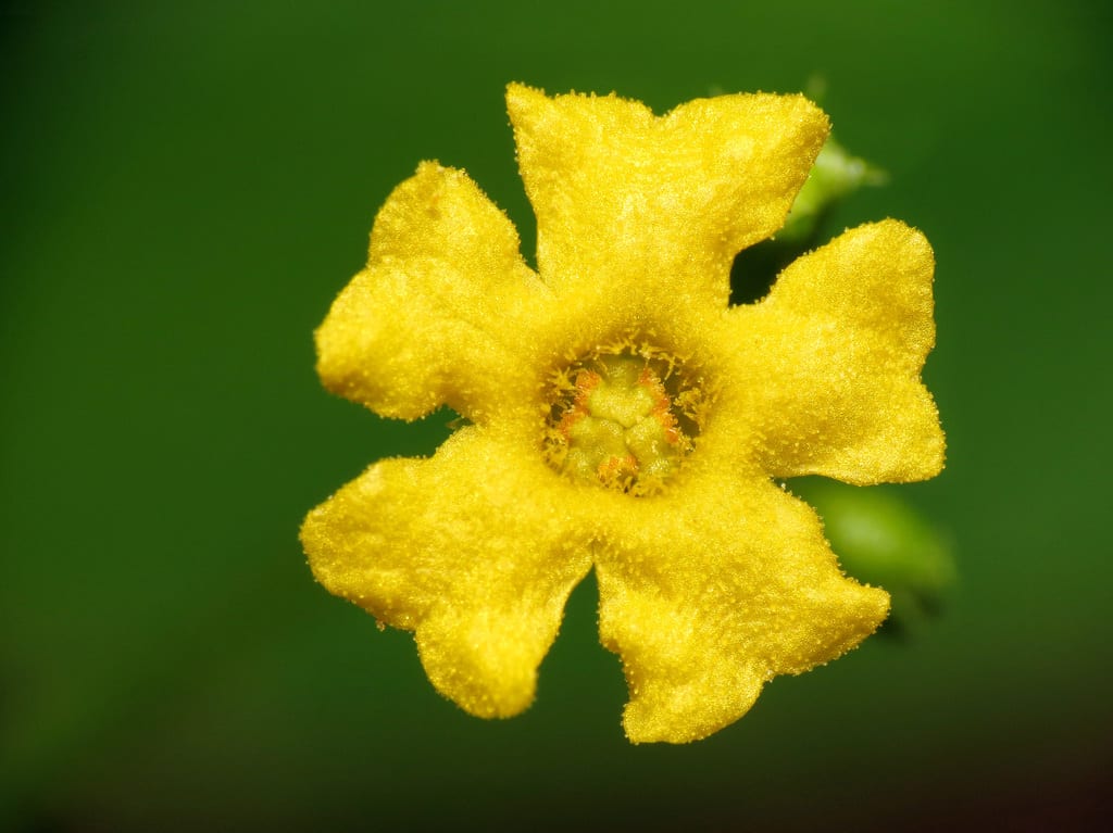 Guadeloupe cucumber (Melothria pendula var. pendula)