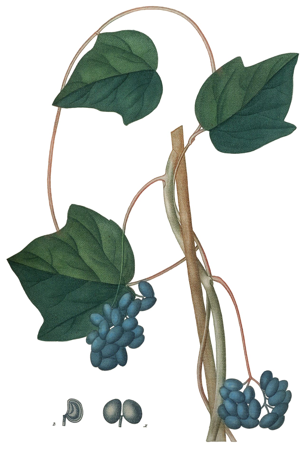 Common moonseed (Menispermum canadense)