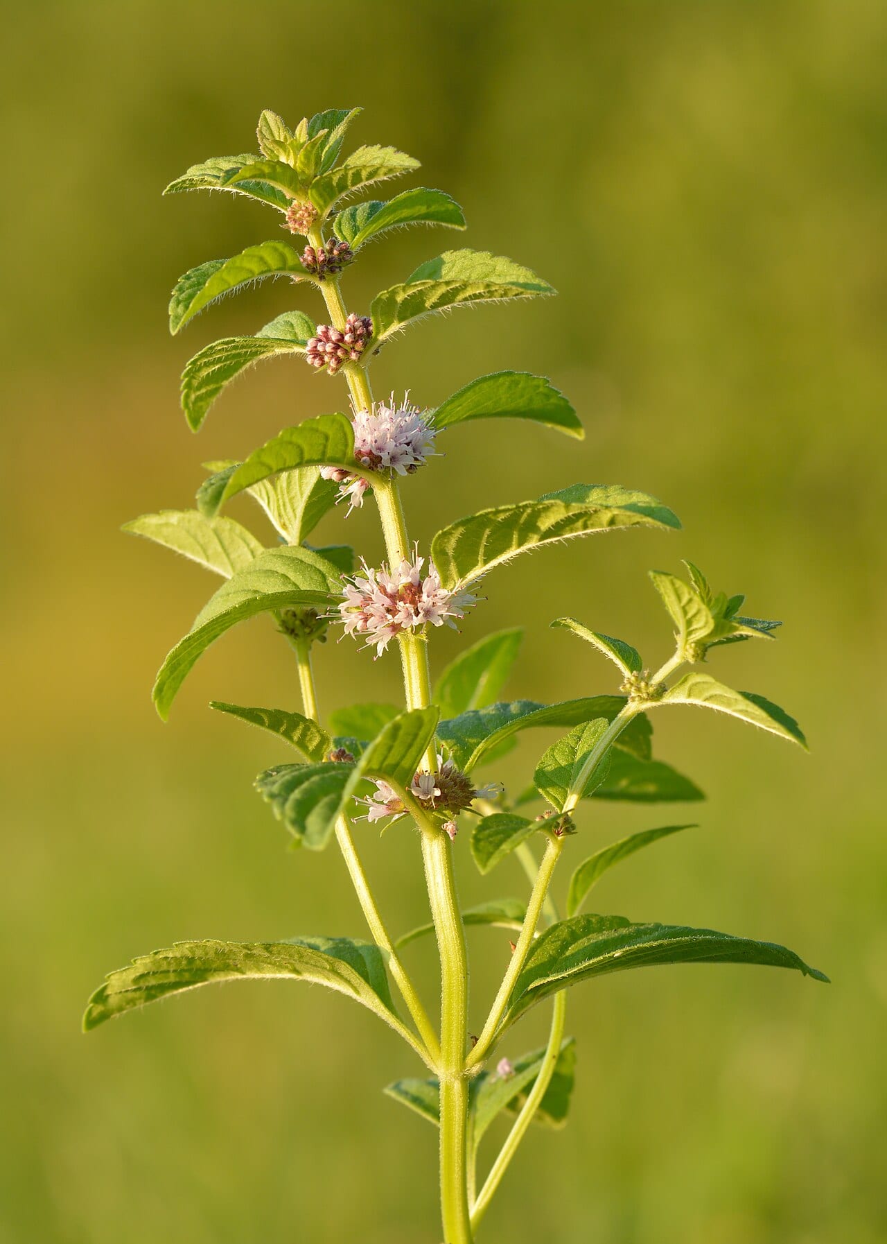 Wild mint (Mentha arvensis)