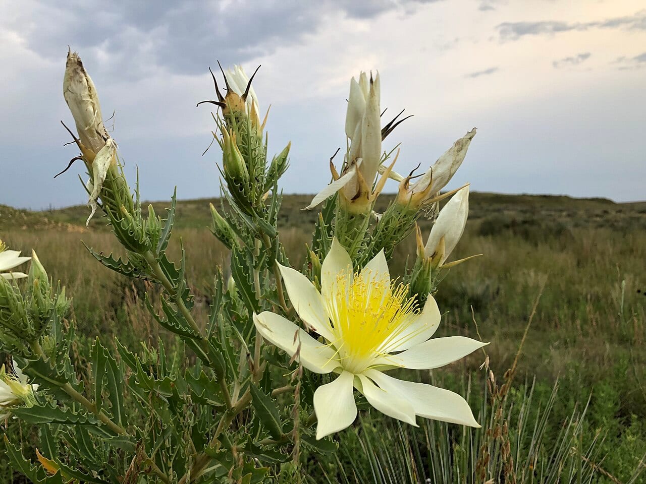 Tenpetal blazingstar (Mentzelia decapetala)