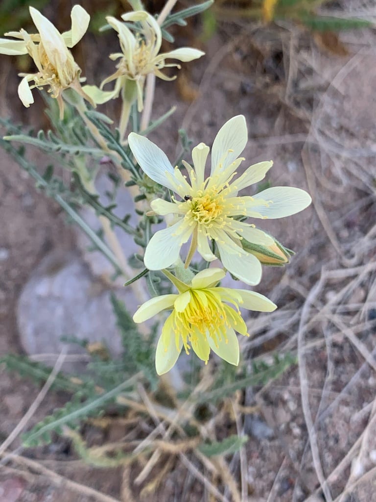 Adonis blazingstar (Mentzelia multiflora var. multiflora)