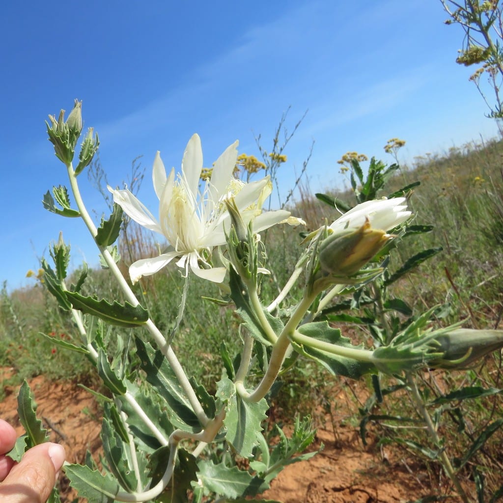 Bractless blazingstar (Mentzelia nuda var. stricta)
