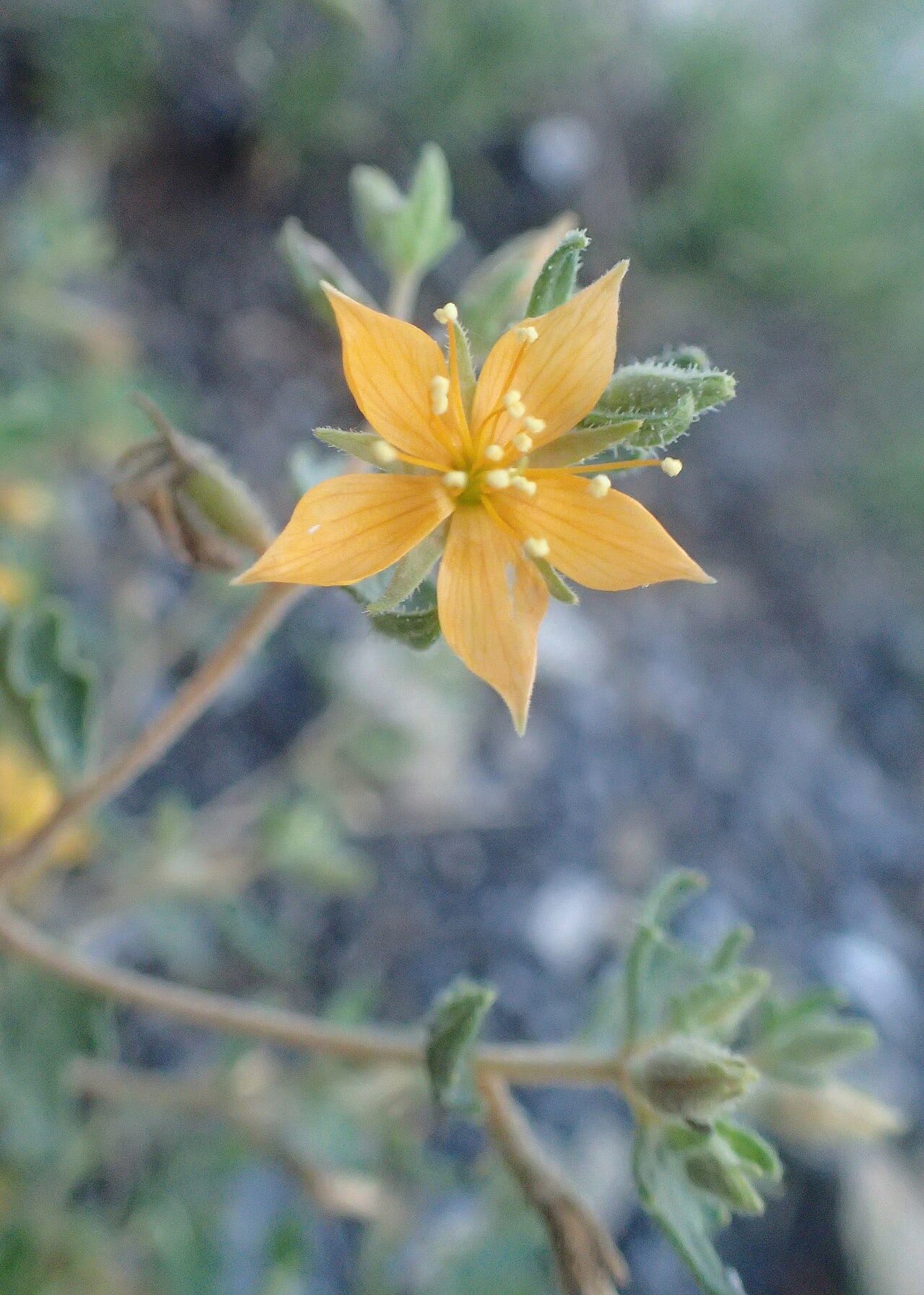 Stick-leaf (Mentzelia oligosperma)