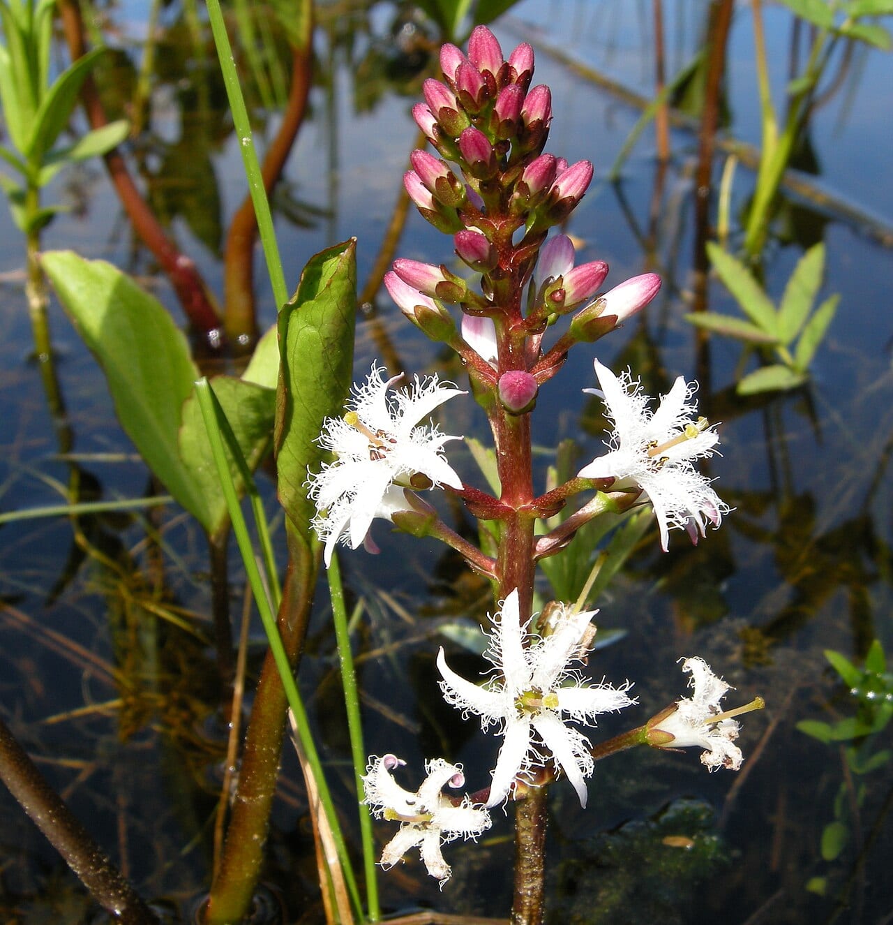 Buckbean (Menyanthes trifoliata)
