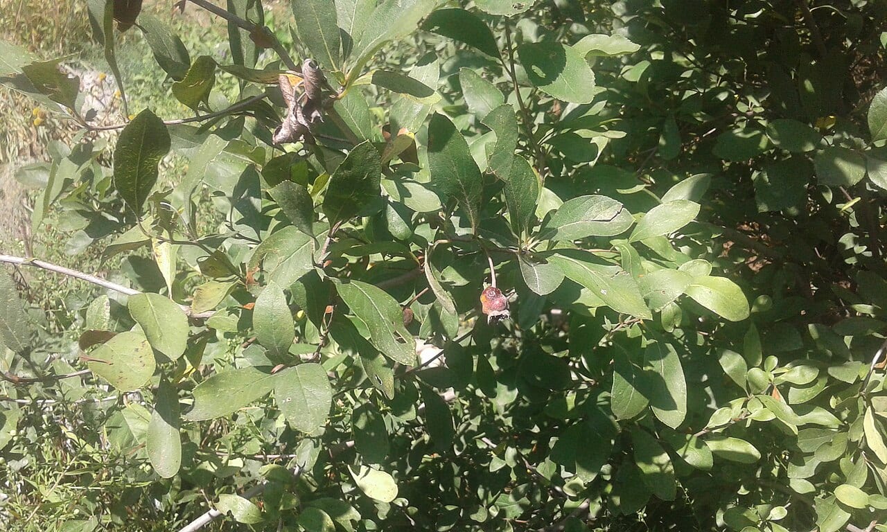 Stern's medlar (Mespilus canescens)