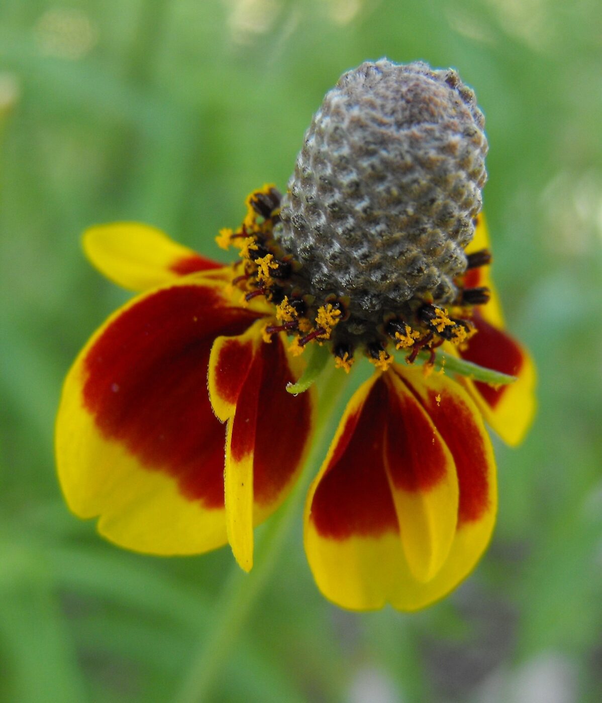 Mexican Hat (Ratibida columnifera) — characteristic columnar disc with drooping yellow ray florets
