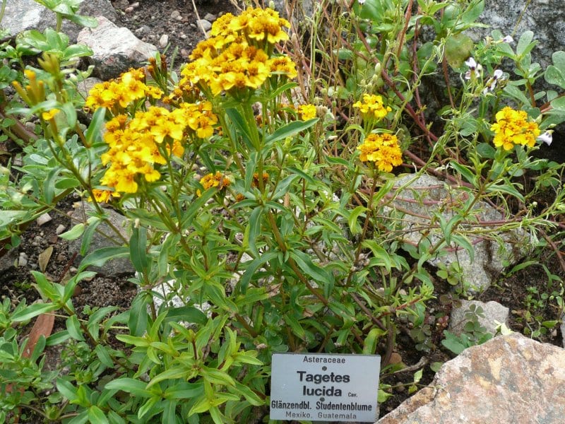 Mexican Mint Marigold (Tagetes lucida)