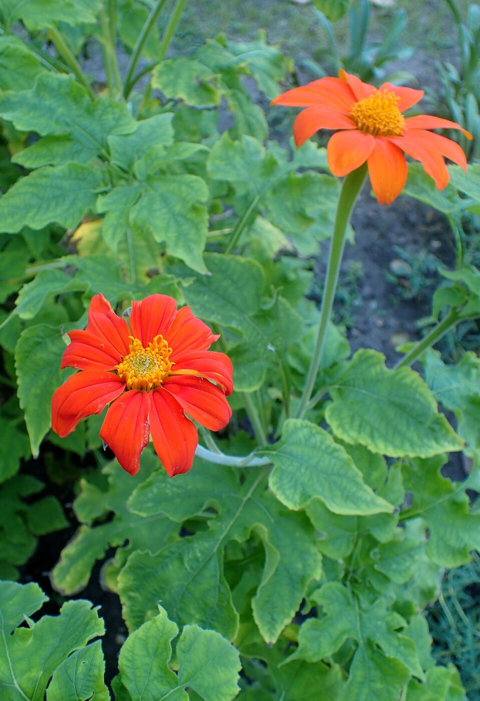 Mexican Sunflower (Tithonia rotundifolia) — orange-red daisy-like blooms on a tall annual