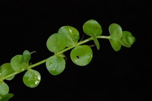 Baby's tears (Micranthemum umbrosum)